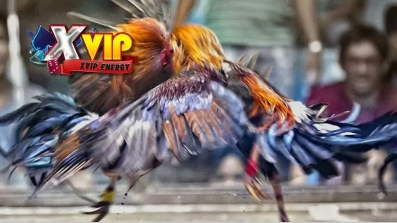 Tầm quan trọng của việc giảm stress cho gà đá