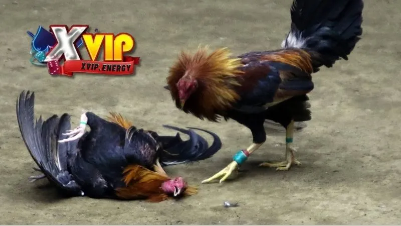 Chọn giống gà đá phù hợp