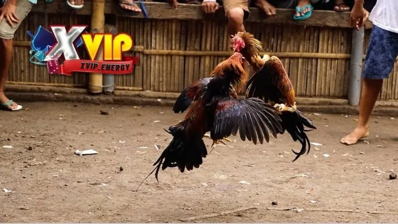 Quy Tắc và Luật Chơi Đá Gà Cựa Dao Trực Tiếp